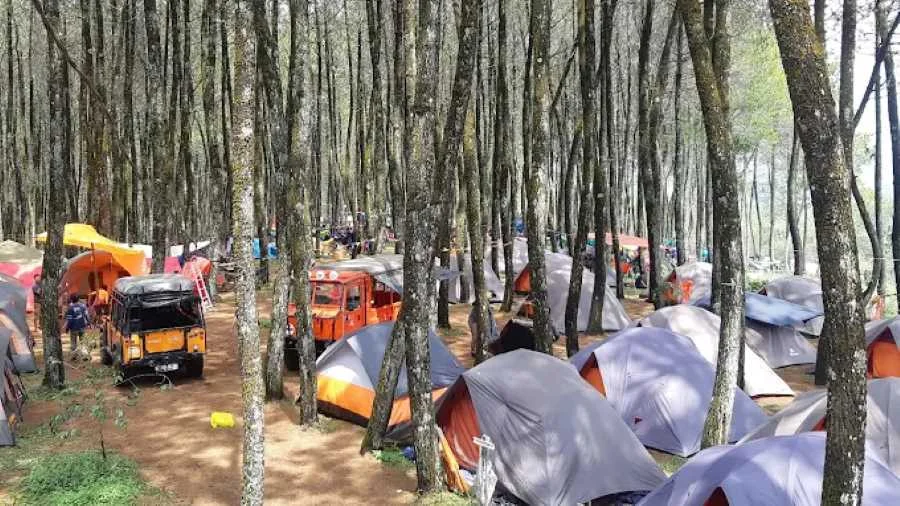 Datar Pinus Camp