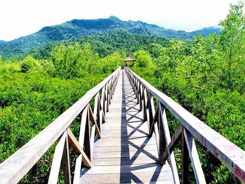 Hutan Mangrove Muara Gembong