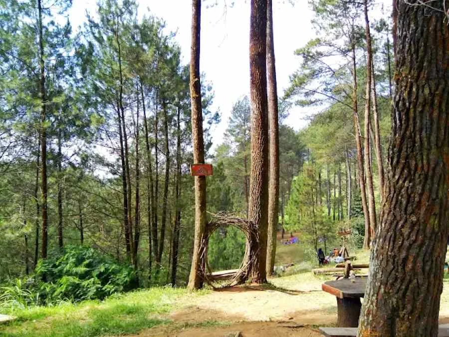 Hutan Pinus Rahong