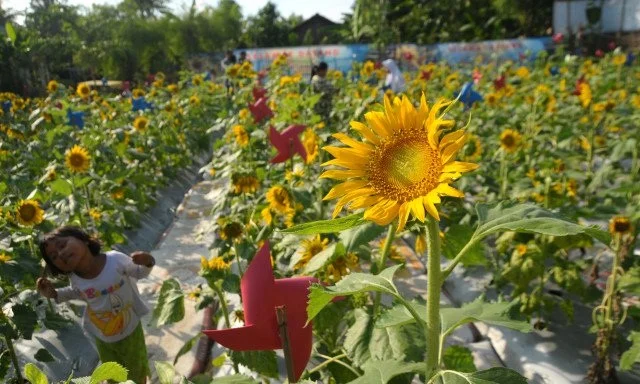 Kebun Bunga Matahari