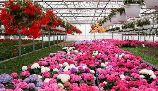 Kebun Begonia Lembang
