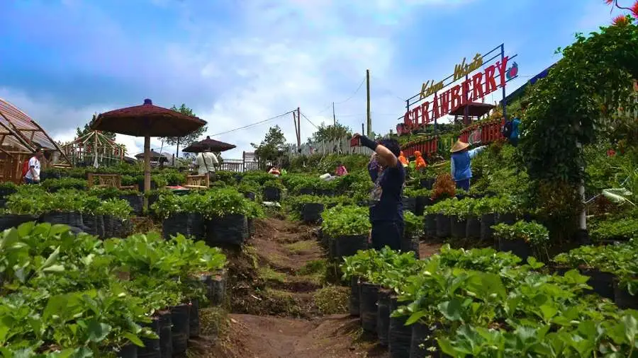 Kebun Petik Strawberry