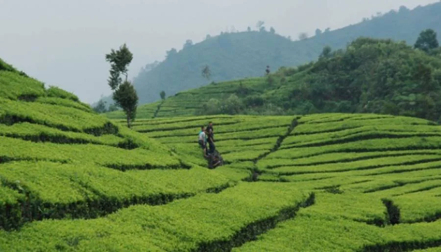Kebun Teh Rancabali