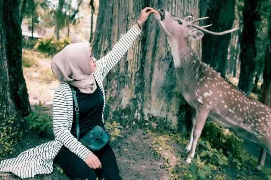 Penangkaran Rusa Kertamanah