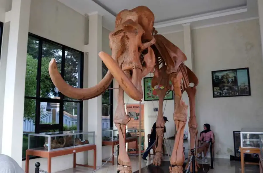 Replika Fosil Gajah Purba Blora