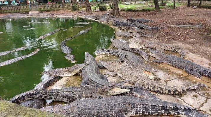 Taman Buaya Indonesia Jaya