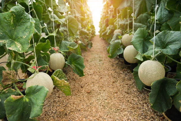 Agrowisata Yubari Melon