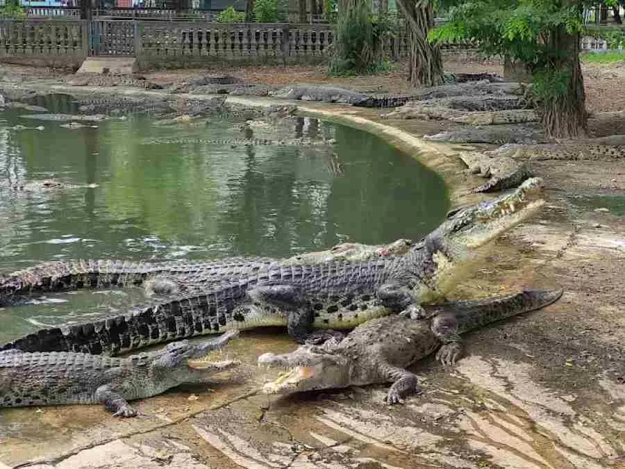 Taman Buaya Indonesia Jaya