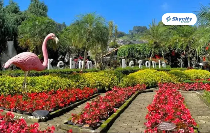 Kebun Begonia Lembang