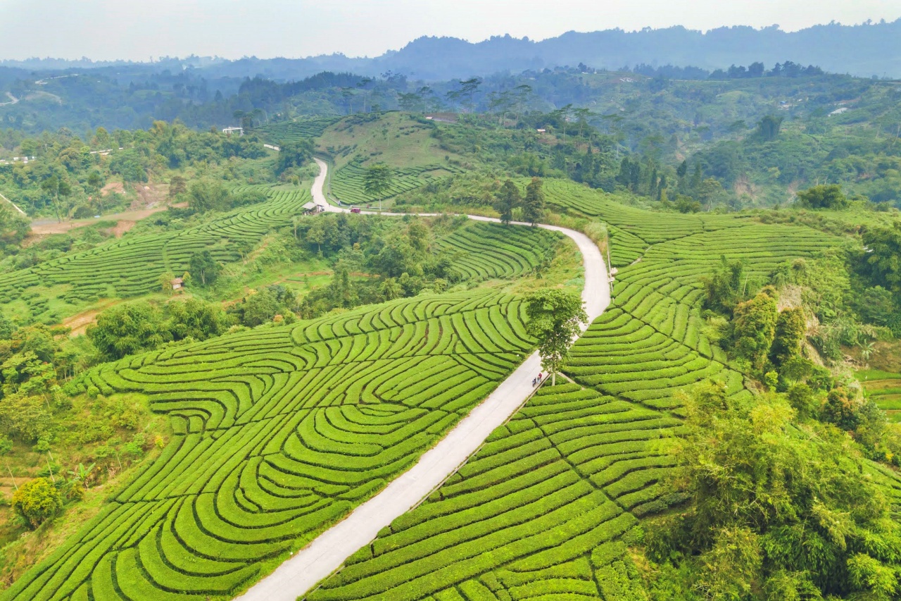 Kebun Teh Cianten, Bogor