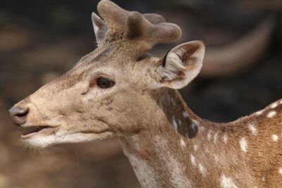 Penangkaran rusa dalam salah satu objek wisata Bogor