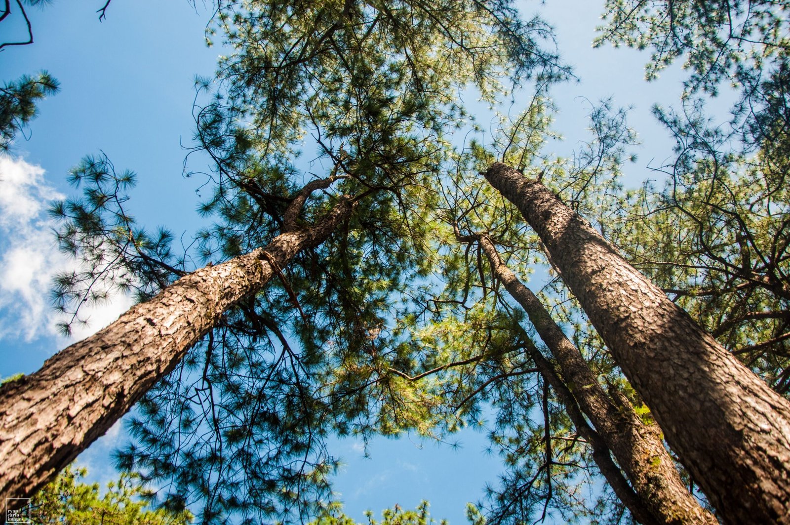 Gambaran hutan pinus wisata dekat Jakarta