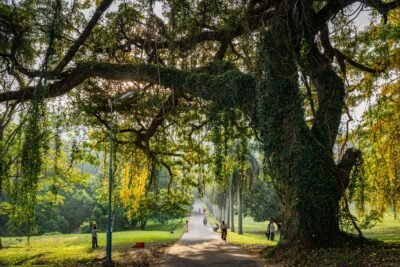 Gambaran kebun raya wisata dekat Jakarta