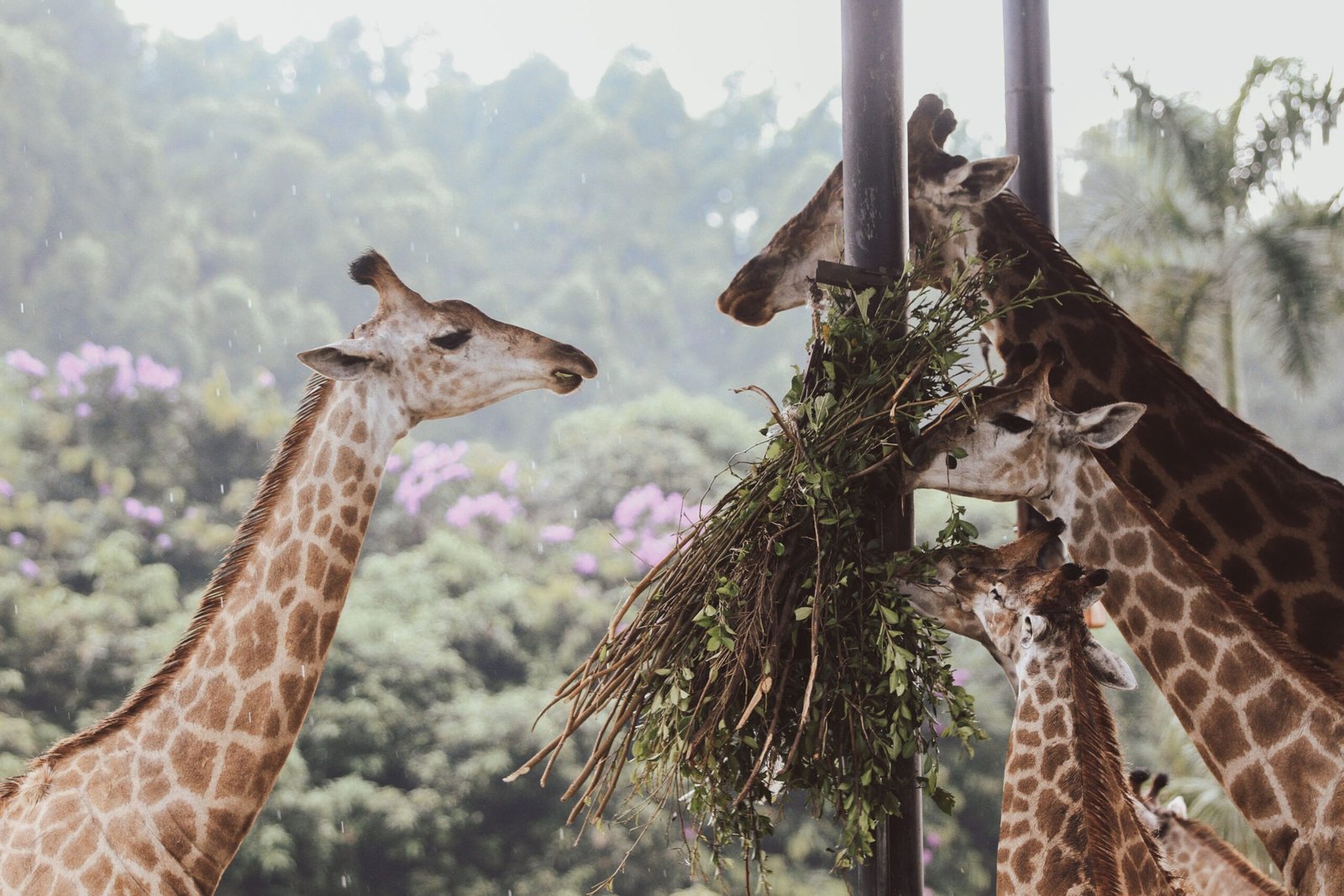 Gambaran Taman Safari Bogor