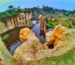 Tebing Koja